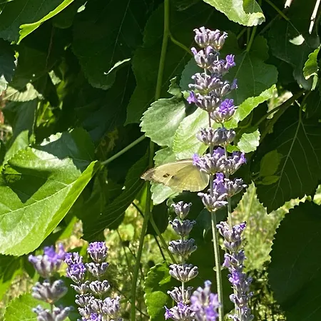 Kemal's Ξενοδοχείο 2*