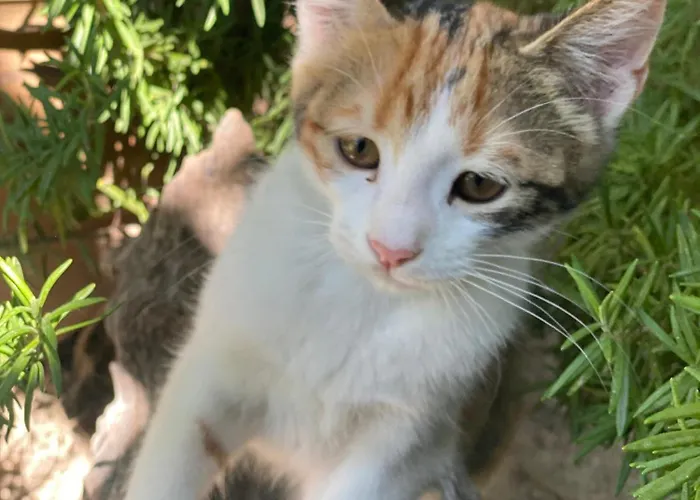 Kemal's 2* גורמה