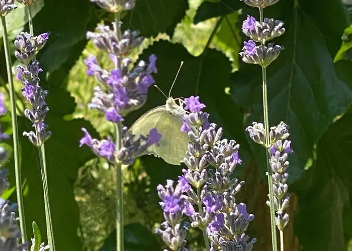 מלון Kemal's גורמה
